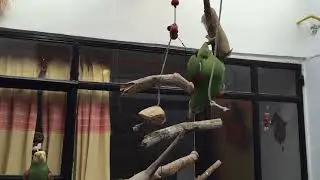 Cómo tener el espacio para tus LOROS | Loro Kankan