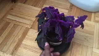 Purple Passion Plant (PPP)