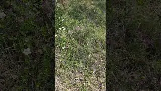 #якутск