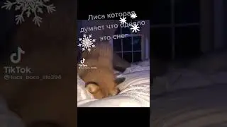 Лиса страус😂Думае что одеяло это снег приколы с животными ржака угар тик ток