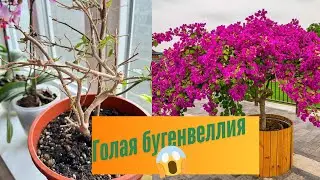 Бугенвиллия . Почему сбрасывает листья  и как ей помочь в зимнее время
