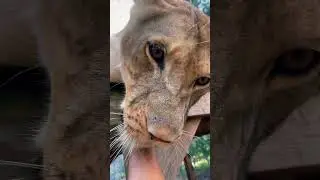 Beautiful Lioness