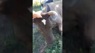 обычно формула  возраста :кол-во отёлов +2 года #деревня #природа #животные #корова#cow  #лето