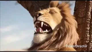 Furry lion eat antilope gazelle, after vore scenes big belly, digestion with burping. Generation 1 4