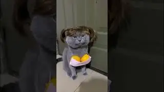 Funny Animal Memes 21