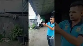 Burung jinak raja wali, memberikan makan burung.