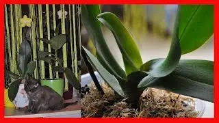 Пересадка орхидеи из мха в кору ✿ результат пересадки ✿ кучерявые листья у орхидеи