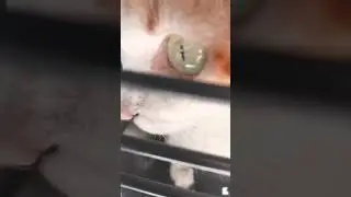 TJ