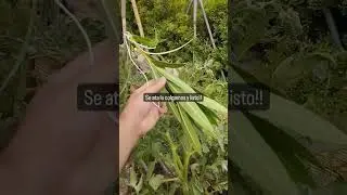Controlar la TUTA o Polilla del Tomate!! 🍅