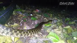 CHECKERED KEELBACK AKA WATER SNAKE | Short Documentary~Indranils Photography