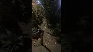 Momentos destacados de Self Security GPS está en vivo (22:17 - 27:16)