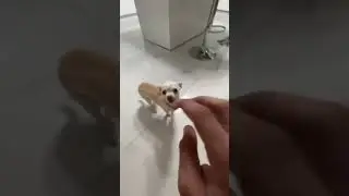 Ninja dog #shorts