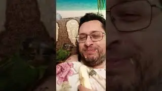 Сенегальский попугай