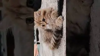Нежная малышка и красавица свободна 🥰  питомник шотландских котят Мелоди Соул ☎️ 89033443877