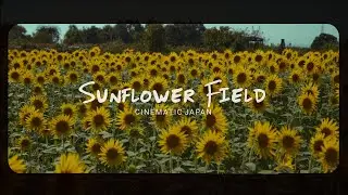 LUMIX S5 Cinematic Video 「ひまわり畑」和泉リサイクル環境公園