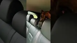 ПРИЮТИЛ СТАРИЧКА 👍👍👍