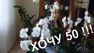 Готовим орхидеи к буйному цветению. Не обрезай, пока не узнаешь.