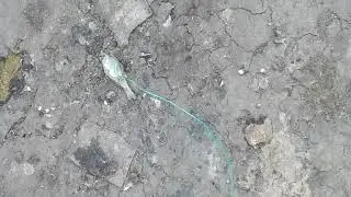 Воробей