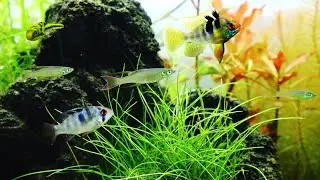 Making of Iwagumi Aquascape | 60cm planted tank MAKEOVER