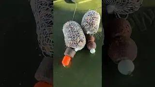 #shorts карпфишинг мощь 💪 #карпфишинг #carpfishing #fishing #рыбалка