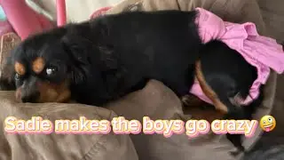 They call it puppy love ❤️🐶❤️🐶❤️