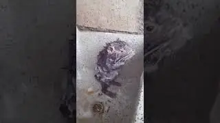 Крыса парана моется как человек