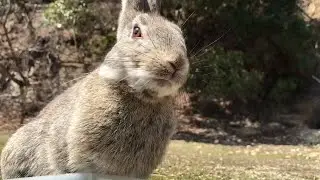 Leaning Rabbit
