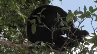 Calakmul 2018  Monos Aulladores