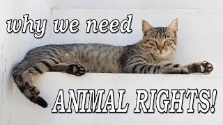 Why We NEED To Fight For Animal Rights 🐈🌎 (Books I Recommend On The Subject)
