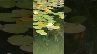 The same is reflected! Zen thoughts in Japanese Garden | Dimple Kaur