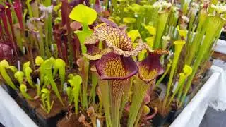 Sarracenia, Spring 2019