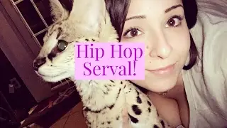 Hip Hop Serval