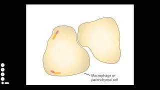 Listeria Infection