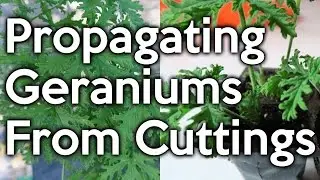 Propagating 'Mosquito' Geraniums