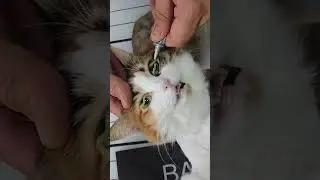 See the beauty of the eyes 😵