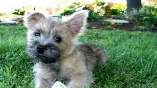 Cairn Terrier Parasite Prevention
