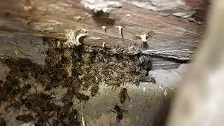 ASAL ARI KOCHIB KELGAN #ShortVIDEO #ASAL #ARI