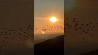 Umut her zaman vardır. #sunset #günbatımı #göçmenkuşlar