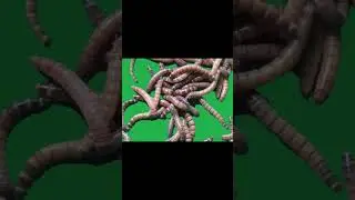 Green Screen Worms| No Copyright | Worm Green Screen | Insect Green Screen