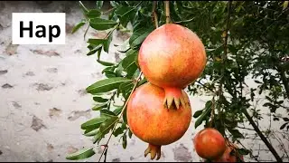 Отглеждане на Нар