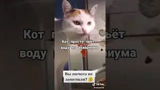 кот пьёт воду из аквариума 