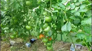 July 25, 2022 Tomato varieties and hybrids in the Kostroma greenhouse
