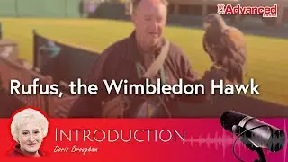 溫布頓守護者──老鷹魯弗斯 Rufus, the Wimbledon Hawk