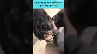 ОДНОМУ НУЖНА ЛЮБОВЬ, А ДРУГОМУ ДУША 😈😈😈