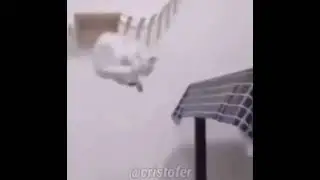 double jump cat