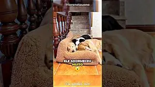 Eles Não Conseguem Dormir Separados 