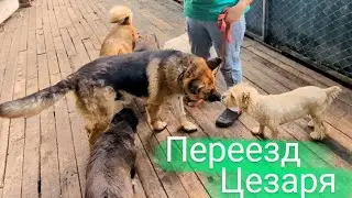 Новый дом для Цезаря и погром в вольере