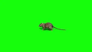 Rat green screen