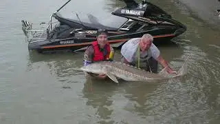 Catching a 100lb Sturgeon in the Fraser River on a Waverunner! WORLD FIRST!