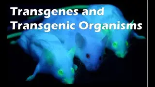 Trangenes and Transgenic Organisms